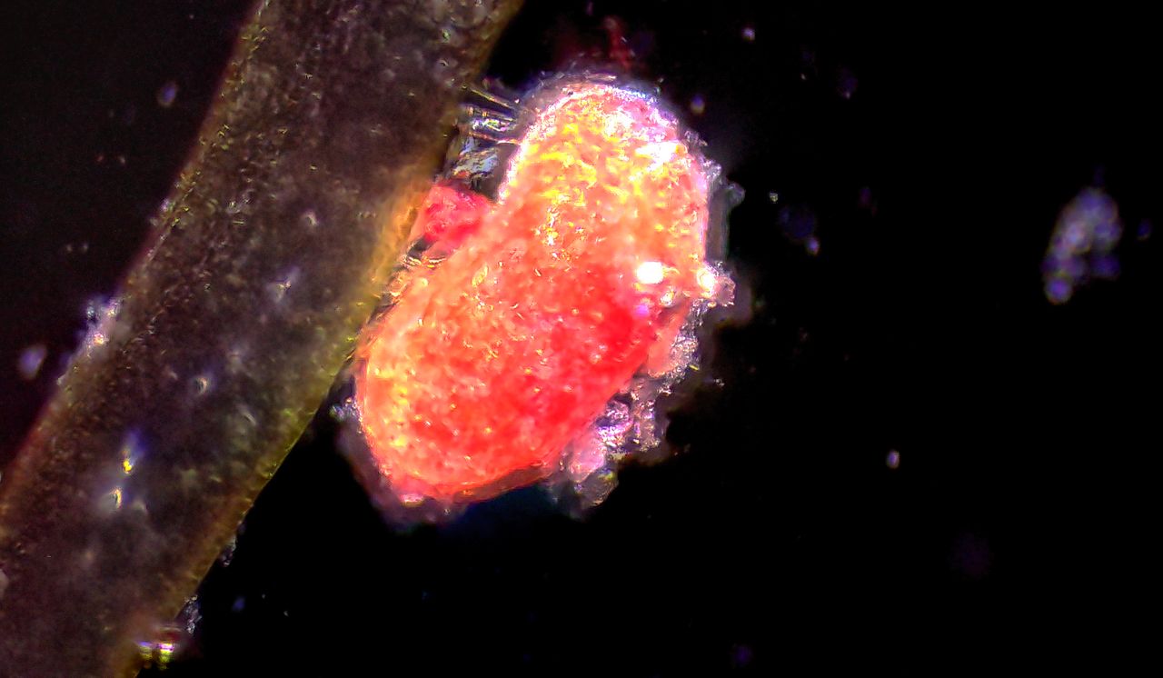 Gli Ostracodi, i minuscoli dominatori del tempo e dello spazio